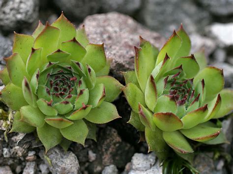 屋頂長生花|Sempervivum tectorum L. 